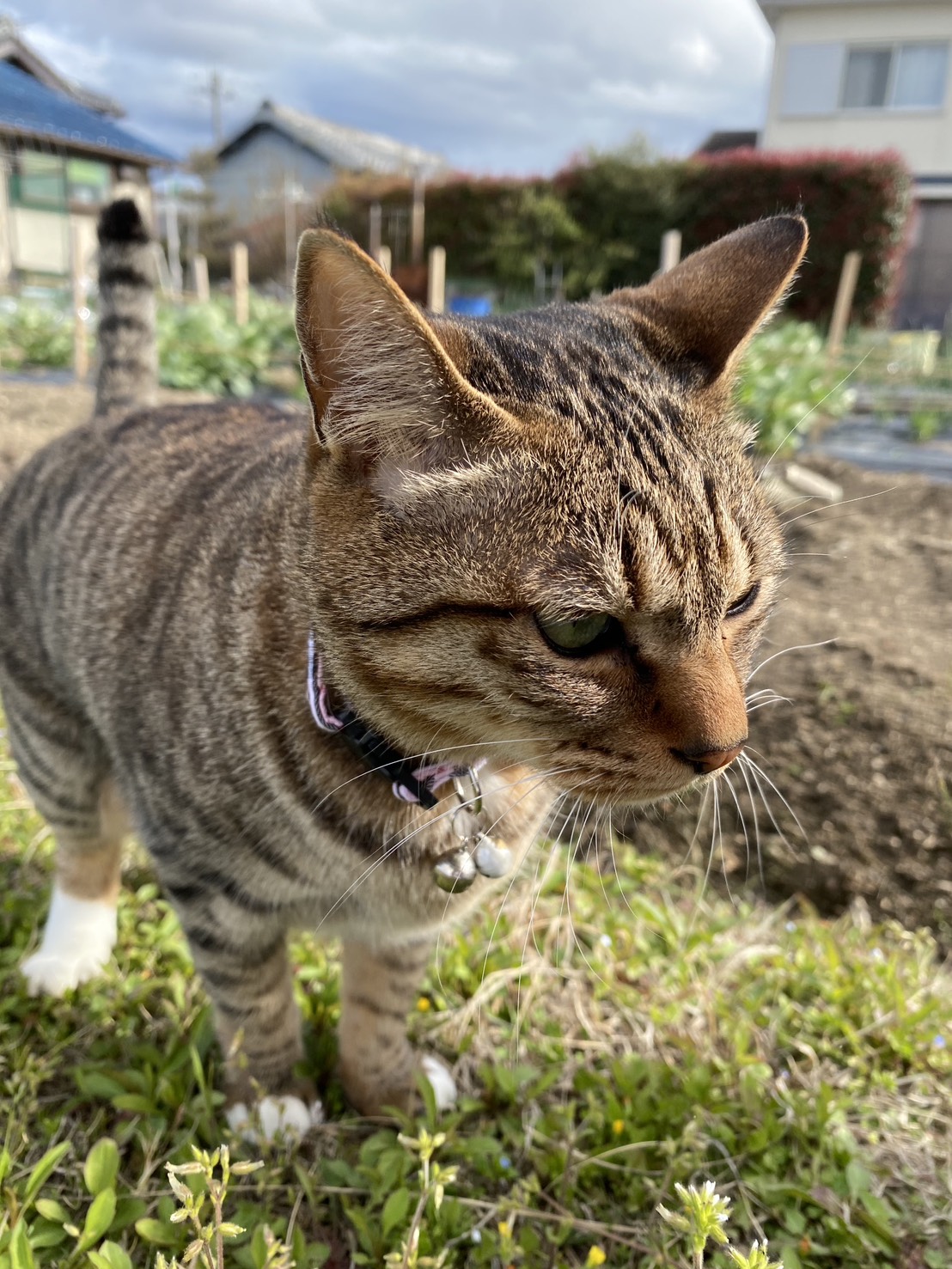 冨内  あかね